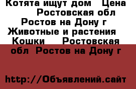 Котята ищут дом › Цена ­ 100 - Ростовская обл., Ростов-на-Дону г. Животные и растения » Кошки   . Ростовская обл.,Ростов-на-Дону г.